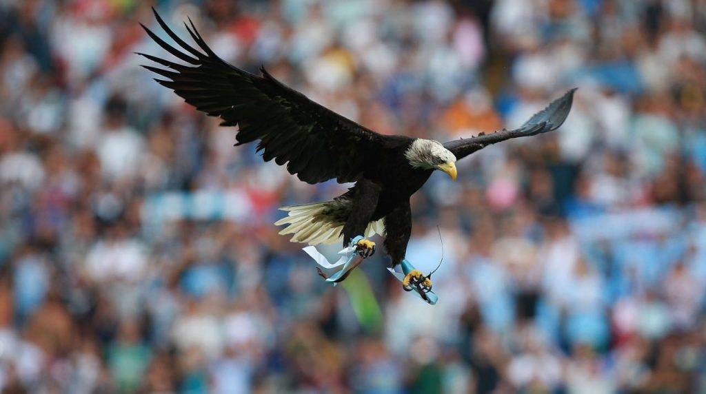 L'aquila Olimpia della Lazio in volo